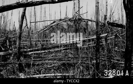 Photographie de pin gris dur Graver à partir de 1910 le long de lignes téléphoniques Schroeder ; Portée et contenu : sous-titre original : S3, 6, 9. Le pin gris dur brûler le long de 1910 lignes téléphoniques. Schroeder Schiek (mai 1917.). Banque D'Images