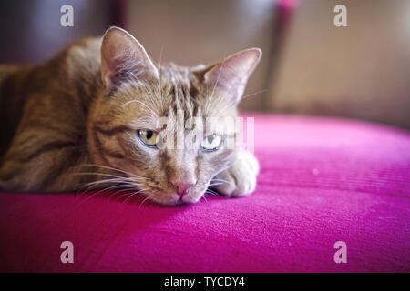 Cute cat gingembre de vous détendre sur un canapé. Banque D'Images