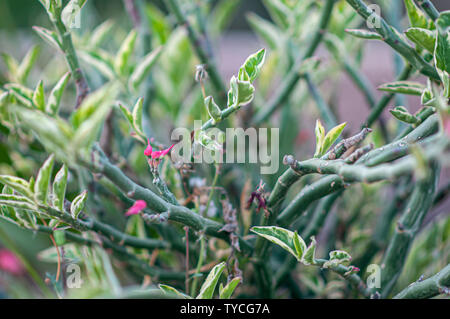 Euphorbia tithymaloides (Devil's backbone), photographié à Tel Aviv, Israël en mai Banque D'Images