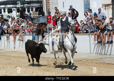 Taureaux sauvages en marche et l'essence au plomb par des cavaliers dans les rues, Festas do Barrete Verde e das Salinas, Alcochete, Setubal, Portugal Province Banque D'Images