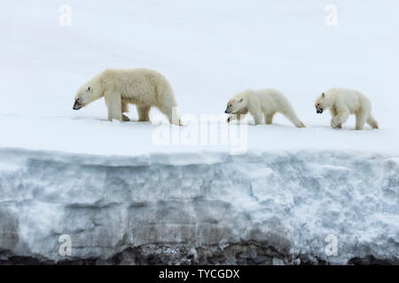 Femme ours polaire (Ursus maritimus) avec deux jeunes Louveteaux, Bjoernsundet, Détroit Hinlopen, l'île du Spitzberg, archipel du Svalbard, Norvège Banque D'Images