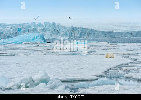 Femme ours polaire (Ursus maritimus) packice Bjoernsundet au repos, sur le détroit d'Hinlopen, Spitzberg, île, archipel du Svalbard, Norvège Banque D'Images