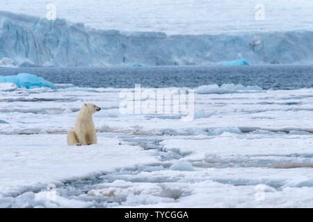 Femme ours polaire (Ursus maritimus) assis sur la banquise, Bjoernsundet, Détroit Hinlopen, l'île du Spitzberg, archipel du Svalbard, Norvège Banque D'Images