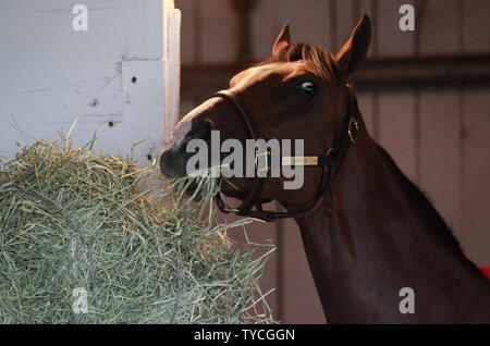 Kentucky Derby espère Gormley mange un peu de foin dans son échoppe à Churchill Downs à Louisville, Kentucky, le 3 mai 2017. John formateur Sherriffs prépare son cheval pour la 143e exécution du Kentucky Derby qui aura lieu à l'hippodrome de Churchill Downs le 6 mai. Photo de John Sommers II/UPI Banque D'Images