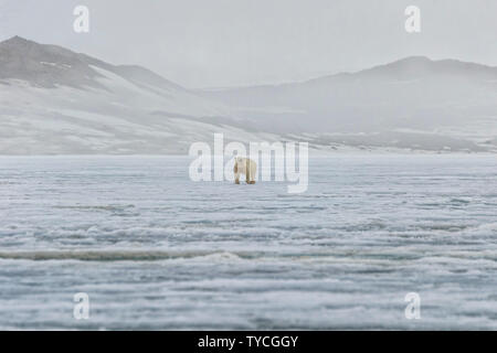 Femme ours polaire (Ursus maritimus) marche sur la banquise, Bjoernsundet, Détroit Hinlopen, l'île du Spitzberg, archipel du Svalbard, Norvège Banque D'Images