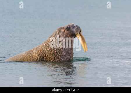 Le morse (Odobenus rosmarus) dans l'eau, Sarstangen, le Prince Charles, l'île d'avant-pays l'île de Spitzberg, archipel du Svalbard, Norvège Banque D'Images