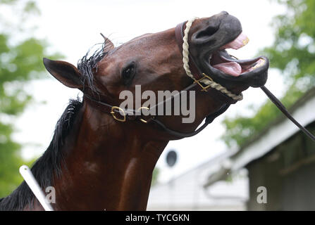 Kentucky Derby espère Bataille de Midway réagit à la foule lors de son bain après un entraînement matinal à Churchill Downs à Louisville, Kentucky, le 3 mai 2017. Hollendorfer formateur Jerry est en train de préparer son cheval pour la 143e exécution du Kentucky Derby qui aura lieu à l'hippodrome de Churchill Downs le 6 mai. Photo de John Sommers II/UPI Banque D'Images