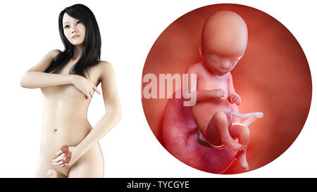 Illustration de médicalement un asiatique, femme enceinte - semaine 16 Banque D'Images