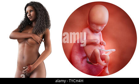 Rendu 3D précis médicalement illustration d'une femme noire enceinte - semaine 16 Banque D'Images