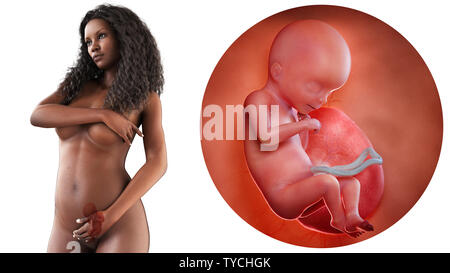 Rendu 3D précis médicalement illustration d'une femme noire enceinte - semaine 18 Banque D'Images