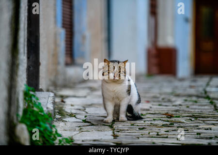Katze, Pano Lefkara, Bergdorf Republik Zypern Banque D'Images