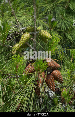 Cône de pin, Crète, Grèce, Europe, (Pinus pinea) Banque D'Images