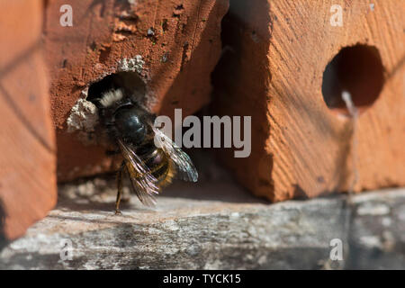 L'abeille maçonne, région Hohenlohe, Bade-Wurtemberg, Allemagne, Heilbronn-Franconia, (osmia cornuta) Banque D'Images