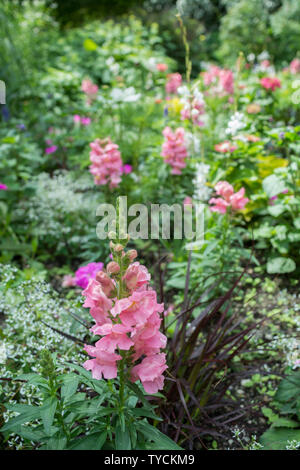 Garden snapdragon, petit jardin botanique, Munich, petit jardin botanique, Berlin, Allemagne, (Antirrhinum majus) Banque D'Images