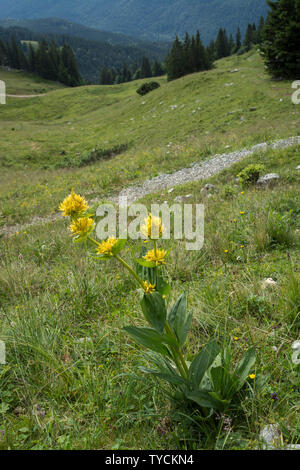 Gentiane jaune, brauneck, Alpes bavaroises, Upper Bavaria, Bavaria, germany, (Gentiana lutea) Banque D'Images