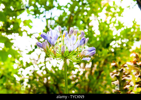 Lily (Afrique bleu Agapanthus) fleurs dans un jardin. Photographié à Jérusalem Israël en juin Banque D'Images