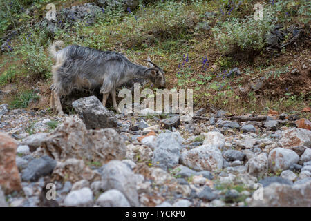 Chèvre sauvage, aradena gorges, Crète, mer ionienne, Grèce, Europe Banque D'Images