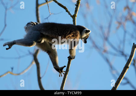 Untitled document, (Lemur catta), Banque D'Images