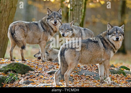 Le loup, l'européenne (Canis lupus), Banque D'Images