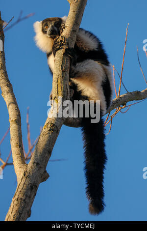 Noir et blanc de la gélinotte, lemur (Le Varecia variegata), Banque D'Images