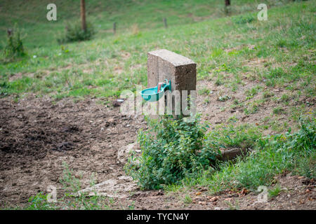 Abrevoir pour les vaches, Velbert, Rhénanie du Nord-Westphalie, Allemagne, Europe Banque D'Images