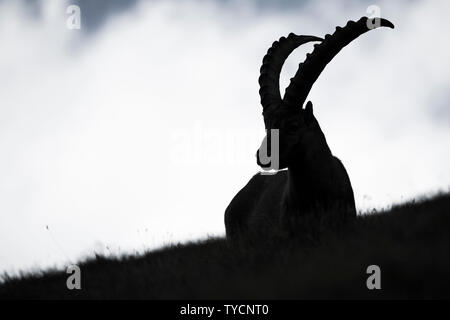 , Bouquetin des Alpes Capra ibex, parc national du Hohe Tauern, Carinthie, Autriche Banque D'Images