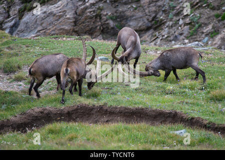 , Bouquetin des Alpes Capra ibex, parc national du Hohe Tauern, Carinthie, Autriche Banque D'Images