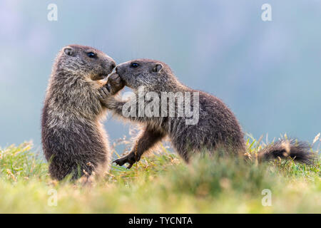 Marmotte alpine, Marmota marmota, parc national du Hohe Tauern, Carinthie, Autriche Banque D'Images