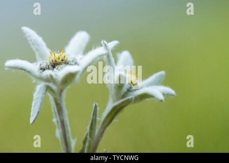 Edelweiss, Carinthie, Autriche, Leontopodium alpinum Banque D'Images