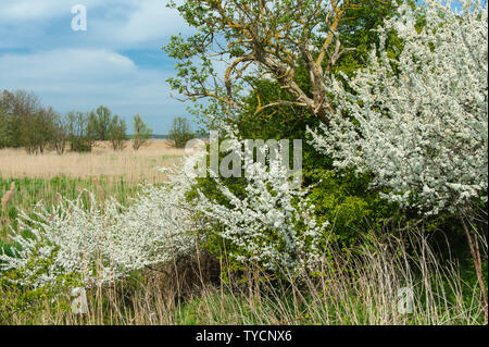 Prunellier, Western-Pomerania couverture Mecklenburg, Allemagne, Prunus spinosa Banque D'Images