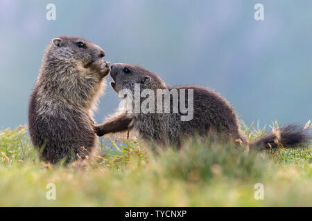 Marmotte alpine, Marmota marmota, parc national du Hohe Tauern, Carinthie, Autriche Banque D'Images