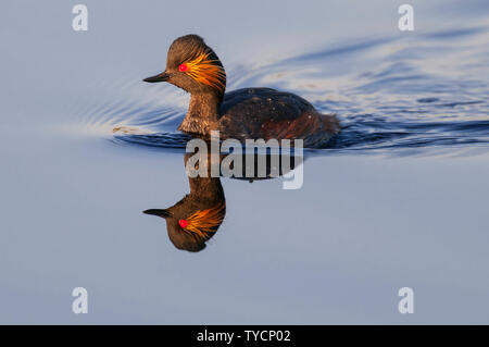 Black-necked Grebe, Basse-Saxe, Allemagne, Podiceps nigricollis Banque D'Images