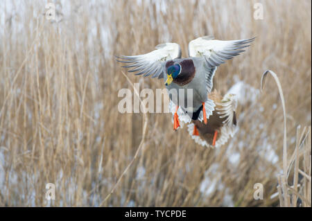 Mallard, Drake, Basse-Saxe, Allemagne, Anas platyrhynchos Banque D'Images