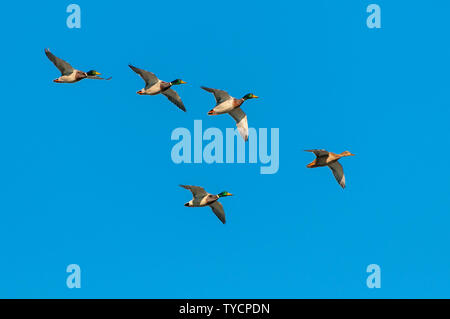 Canards colverts, Basse-Saxe, Allemagne, Anas platyrhynchos Banque D'Images