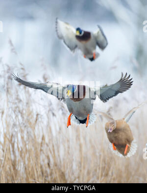 Mallard, Drake, Basse-Saxe, Allemagne, Anas platyrhynchos Banque D'Images