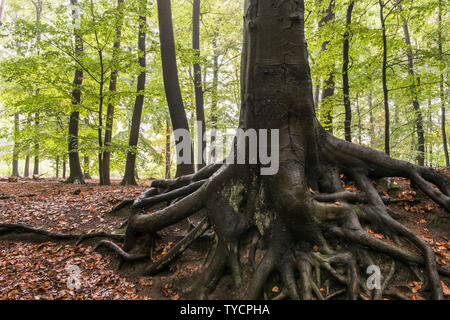 Le hêtre commun, Oldenbuger Munsterland, Basse-Saxe, Allemagne, Fagus sylvatica, Oldenburger Münsterland Banque D'Images