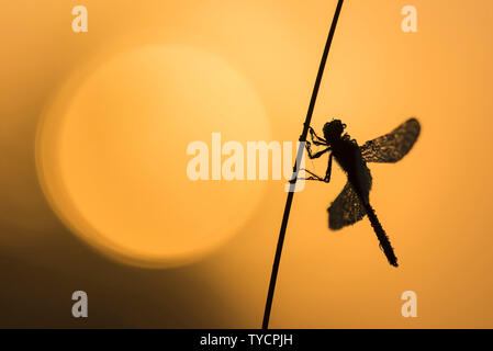 Le fouille-roche gris, Basse-Saxe, Allemagne, Sympetrum depressiusculum Banque D'Images