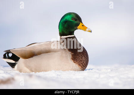 Mallard, Drake, Basse-Saxe, Allemagne, Anas platyrhynchos Banque D'Images