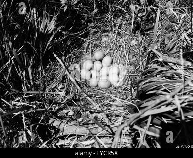 Photographie de Nid et oeufs d'un Bruant huppée ; Portée et contenu : sous-titre original : Nid et oeufs d'un tétras à queue. Banque D'Images