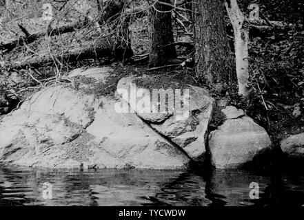 Photographie de Den Otter ; Portée et contenu : sous-titre original : den Otter avec glisser dans la rivière mère. Banque D'Images