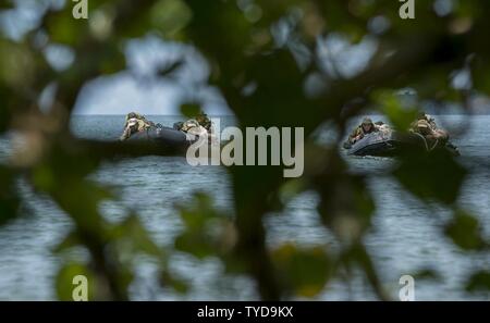 Les Marines américains et les marins de la Marine royale conduite cambodgienne raid amphibie sur la base navale de rame, Sihanoukville, Cambodge, 2 novembre 2016. Les Marines américains a chargé le caoutchouc cambodgien marins sur la lutte contre l'artisanat de reconnaissance (CCRR) opération amphibie et coopération au cours de raids à flot et de préparation (formation) 16 carats. CARAT 2016 est doté de neuf pays, la série exercice bilatéral entre les États-Unis et le Bangladesh, Brunei, Cambodge, Indonésie, Malaisie, Singapour, les Philippines, la Thaïlande et le Timor-Leste. Cette phase de carat se concentre sur des partenariats entre les forces de l'US et le Cambodge, et brune Banque D'Images