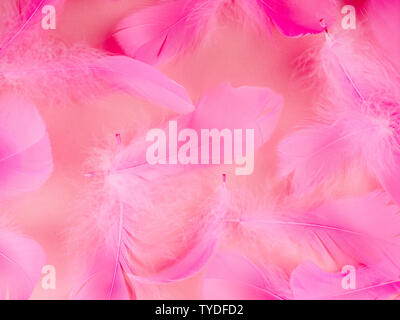 Soft focus sélectif close up plumes roses texture dans des tons pastels. Banque D'Images
