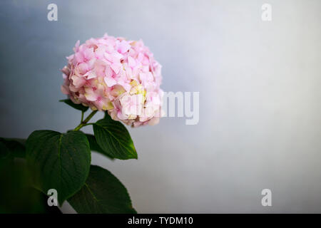 Libre d'un Hortensia rose fleur contre un arrière-plan gris bleuâtre Banque D'Images