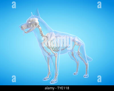 Médicalement en rendu 3d illustration des chiens précis système squelettique Banque D'Images