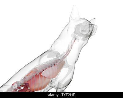 Médicalement en rendu 3d illustration d'un précis des organes internes des chiens Banque D'Images