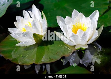 La floraison nénuphar blanc (Nymphaea alba), Schleswig-Holstein, Allemagne Banque D'Images