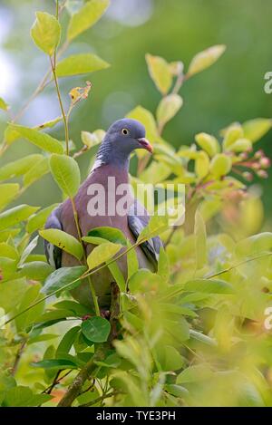 Bois commun pigeon (Columba palumbus) se trouve dans un arbuste, Wangerooge, îles de la Frise orientale, mer du Nord, Basse-Saxe, Allemagne Banque D'Images