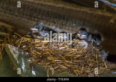 Avaler. Hirundo rustica (Hirundinidae) oisillons dans leur nid dans un ancien poulailler, Northamptonshire. UK. Banque D'Images