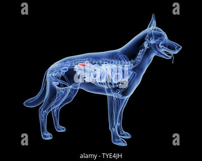 Médicalement en rendu 3d illustration de l'exacte reins de chiens Banque D'Images