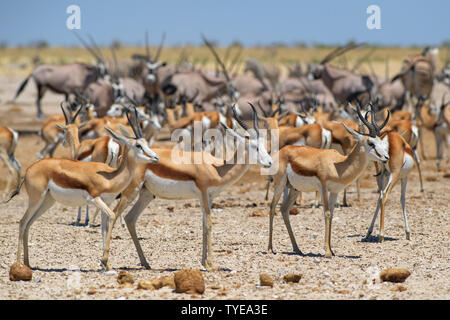 Antidorcas marsupialis Springbok - belle, antelop emblématique de l'Afrique australe de buissons et de plaines, Etosha National Park, Namibie. Banque D'Images